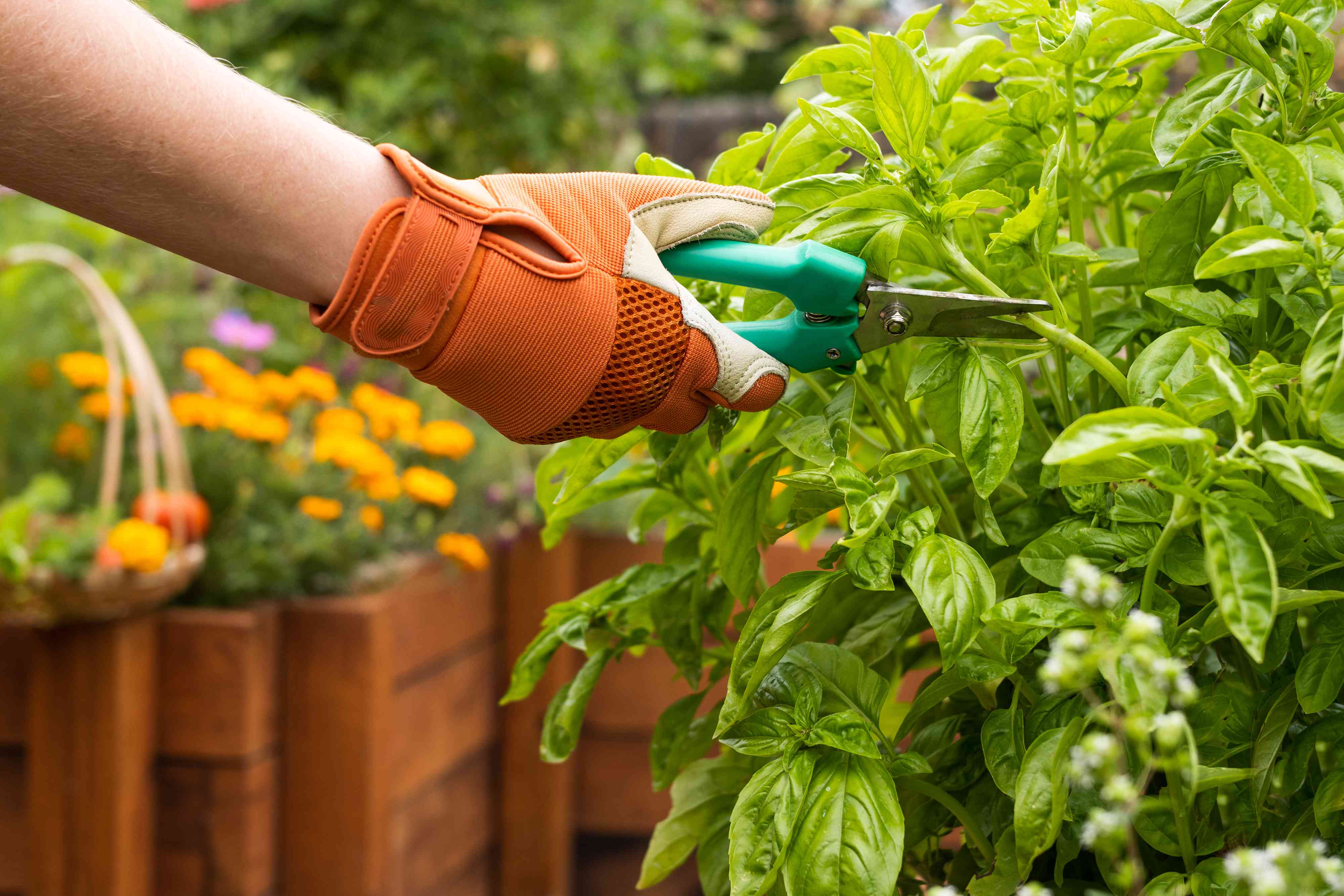 Share the Harvest: Tips for Packaging Your Garden Herbs for Neighbors and Friends