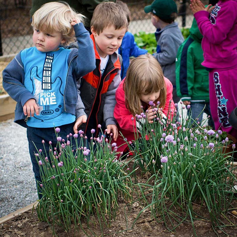 Chive On! The Unassuming Hero of the Herb Garden